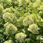 Hortenzia metlinatá (Hydrangea paniculata) ´GRAFITI´® - výška 30-60 cm, kont. C2L